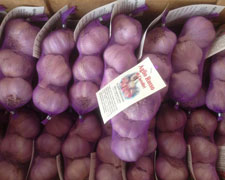 Immagine 1 di Aglio Rosso di Castelliri