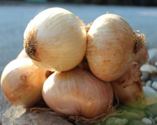 Immagine 1 di CIPOLLA DI VATOLLA