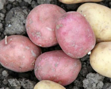 Immagine 1 di PATATE DI MONTESE