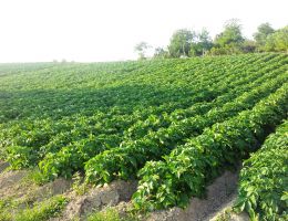 Immagine 3 di PATATE DI MONTESE