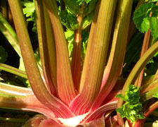 Immagine 1 di SEDANO ROSSO DI ORBASSANO CASCINA GIORGIA