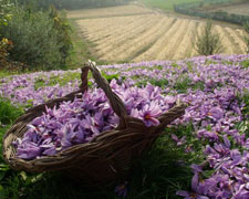 Immagine 2 di ZAFFERANO PURISSIMO DI POZZOLENGO AGRI AL MURAS