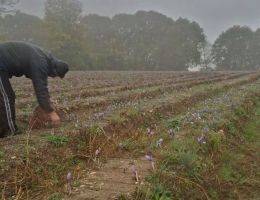 Immagine 5 di ZAFFERANO PURISSIMO DI POZZOLENGO AGRI AL MURAS