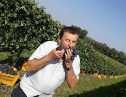 Immagine 2 di ALTO MINCIO MERLOT I.G.T. MONTE CERVO TENUTA MADDALENA