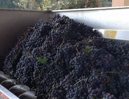 Immagine 4 di ALTO MINCIO MERLOT I.G.T. MONTE CERVO TENUTA MADDALENA