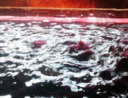 Immagine 5 di ALTO MINCIO MERLOT I.G.T. MONTE CERVO TENUTA MADDALENA