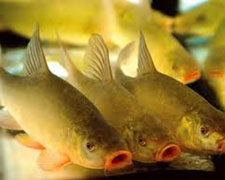 Immagine 1 di TINCA DI CERESOLE D'ALBA