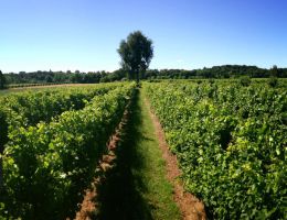 Immagine 3 di PROVINCIA DI MANTOVA  ROSSO I.G.T. VIGNA MAGRINI CANTINA GOZZI