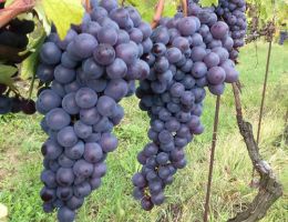 Immagine 2 di MONFERRATO GRIGNOLINO CASALESE D.O.C. CELIO CANATO VINI