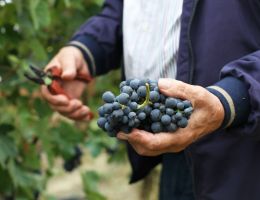 Immagine 2 di BRACCHETTO D'ACQUI D.O.C.G.