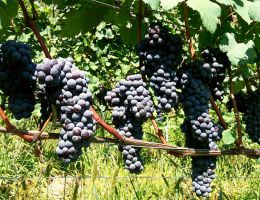 Immagine 3 di SFORZATO DI VALTELLINA D.O.C.G. CORTE DI CAMA MAMETE PREVOSTINI