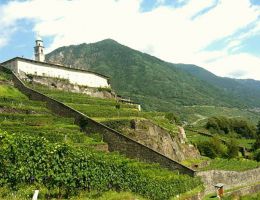 Immagine 2 di SFORZATO DI VALTELLINA D.O.C.G. CORTE DI CAMA MAMETE PREVOSTINI