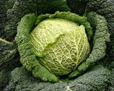 Immagine 1 di CAVOLO VERZA DI MONTALDO DORA AGRI BERTON GIACHETTI