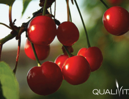 Immagine 1 di Amarene Brusche di Modena I.G.P.