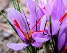 Immagine 1 di ZAFFERANO DELLA FRASCHETA CASCINA FOLLETTO