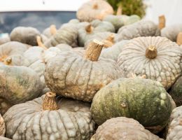 Immagine 1 di ZUCCA BERTAGNINA DI DORNO