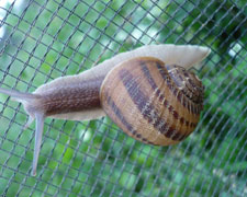 Immagine 1 di ALLEVAMENTO DI LUMACHE HELIX ASPERSA