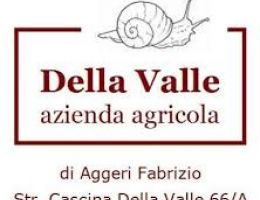 Immagine 2 di ALLEVAMENTO DI LUMACHE HELIX ASPERSA