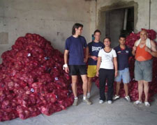 Immagine 1 di CIPOLLA ROSSA DI BREME LOMELLINA