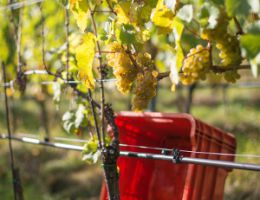 Immagine 3 di SUDTIROLD.O.C. RIESLING