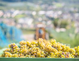 Immagine 4 di SUDTIROLD.O.C. RIESLING