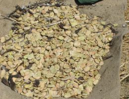 Immagine 4 di FAVETTA DI FRATTE ROSA