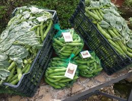 Immagine 2 di FAVETTA DI FRATTE ROSA