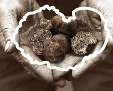 Immagine 1 di TARTUFO BIANCO MANTOVANO