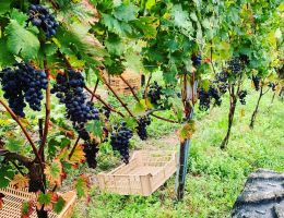 Immagine 5 di MOSCATO DI SCANZO D.O.C.G. SERAFINO IL CIPRESSO