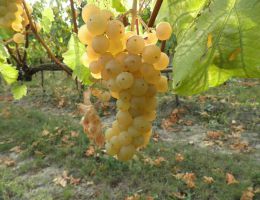 Immagine 4 di TIMORASSO SPUMANTE NATURE METODO METODO CLASSICO  CHIAROR SUL MASSO I CARPINI VIGNE E VINI