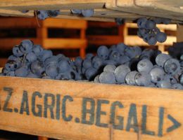 Immagine 3 di RECIOTO DELLA VALPOLICELLA CLASSICO D.O.C.