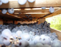 Immagine 4 di RECIOTO DELLA VALPOLICELLA CLASSICO D.O.C.