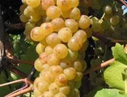 Immagine 2 di COLLI PIACENTINI SAUVIGNON D.O.C.