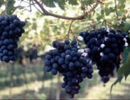 Immagine 2 di VALPOLICELLA CLASSICO SUPERIORE RIPASSO