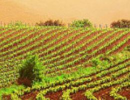 Immagine 4 di VALPOLICELLA CLASSICO SUPERIORE RIPASSO