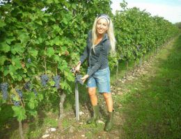 Immagine 2 di BARDOLINO D.O.C.