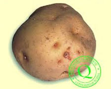 Immagine 1 di Patate di Montagna Nostrane dell’alta Valnure