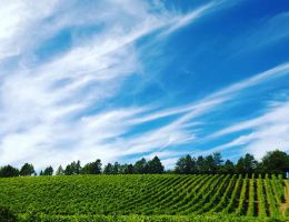 Immagine 2 di COLLI PIACENTINI D.O.C. BONARDA FRIZZANTE