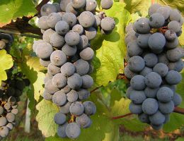 Immagine 5 di COLLI PIACENTINI D.O.C. BONARDA FRIZZANTE