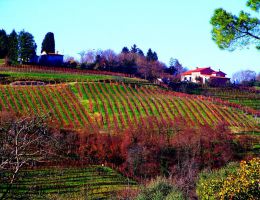 Immagine 2 di BREGANZE D.O.C. VESPAIOLO CANTINA COL DOVIGO