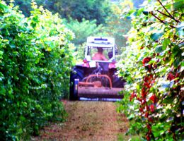 Immagine 3 di BREGANZE D.O.C. VESPAIOLO CANTINA COL DOVIGO