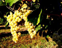 Immagine 4 di BREGANZE D.O.C. VESPAIOLO CANTINA COL DOVIGO