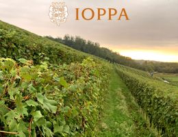 Immagine 3 di COLLINE NOVARESI D.O.C. NEBBIOLO VINICOLA IOPPA