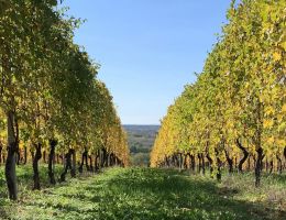 Immagine 5 di COLLINE NOVARESI D.O.C. NEBBIOLO VINICOLA IOPPA