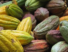 Immagine 4 di GIANDUJOTTINO TOURINOT® ALTISSIMA QUALITA' GUIDO GOBINO