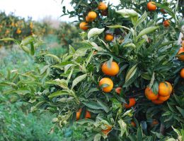 Immagine 3 di MARMELLATA BIO DI CLEMENTINE