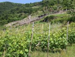 Immagine 3 di PINEROLESE RAMIE' D.O.C. COUTANDIN DANIELE