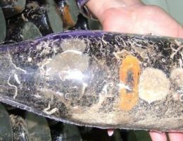 Immagine 3 di SPUMANTE ABISSI RISERVA METODO CLASSICO PAS DOSE'