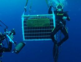 Immagine 5 di SPUMANTE ABISSI RISERVA METODO CLASSICO PAS DOSE'