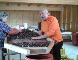 Immagine 4 di OLIO EXTRAVERGINE DI OLIVA BIO D.O.P. CARTOCETO CATEGORIA SUPERIORE